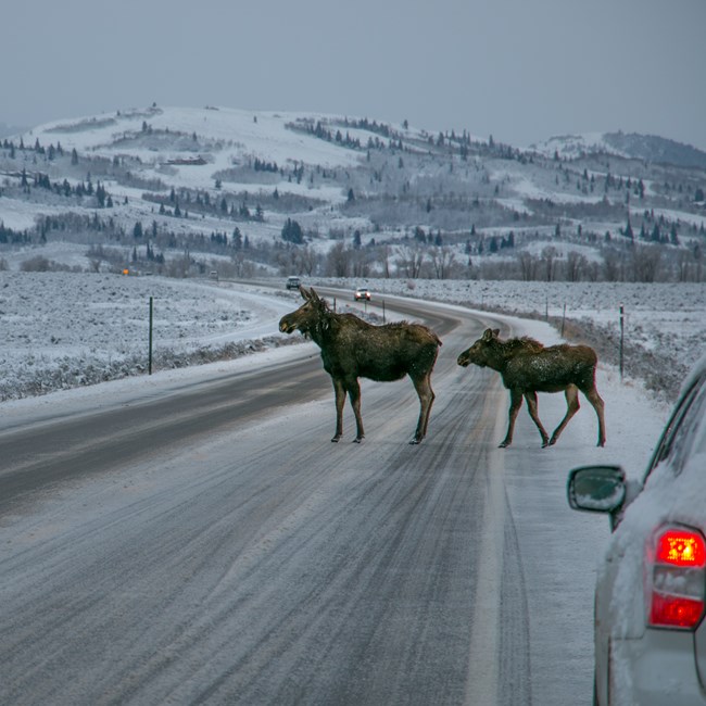 Winter Road Conditions Icy road with stopped vehicle and two moose in the road
