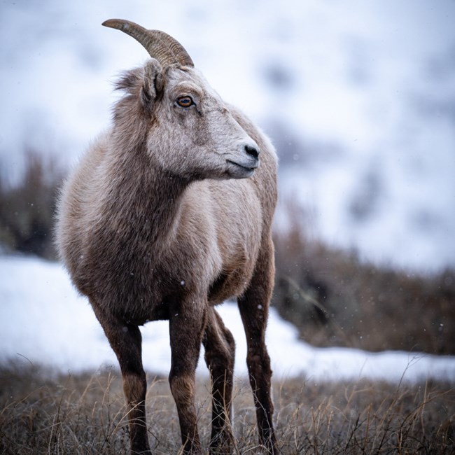 Bighorn sheep in the snow Bighorn sheep standing in the snow