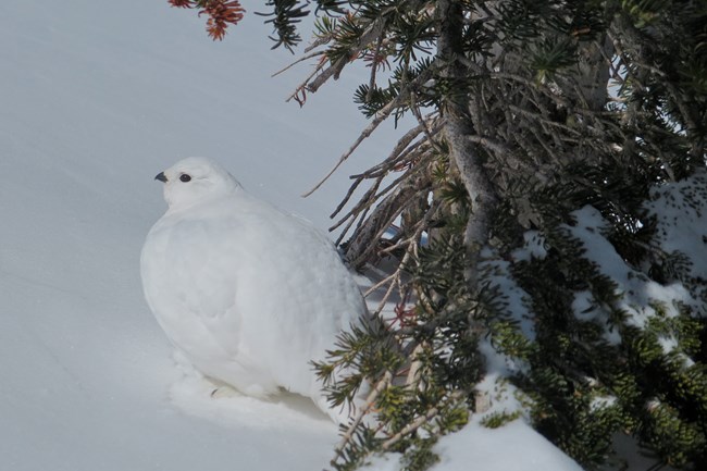 Winter ptarmigan sits on white snow below tree branches.