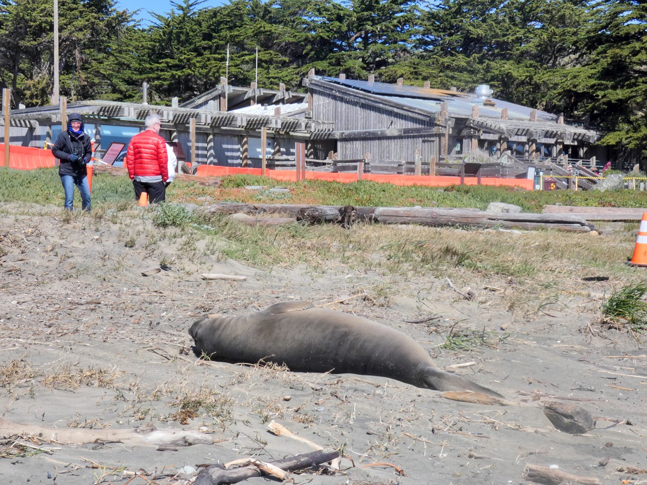Weaned pup at the Visitor Center A small seal pup sleeps on the beach with park visitors in the background.