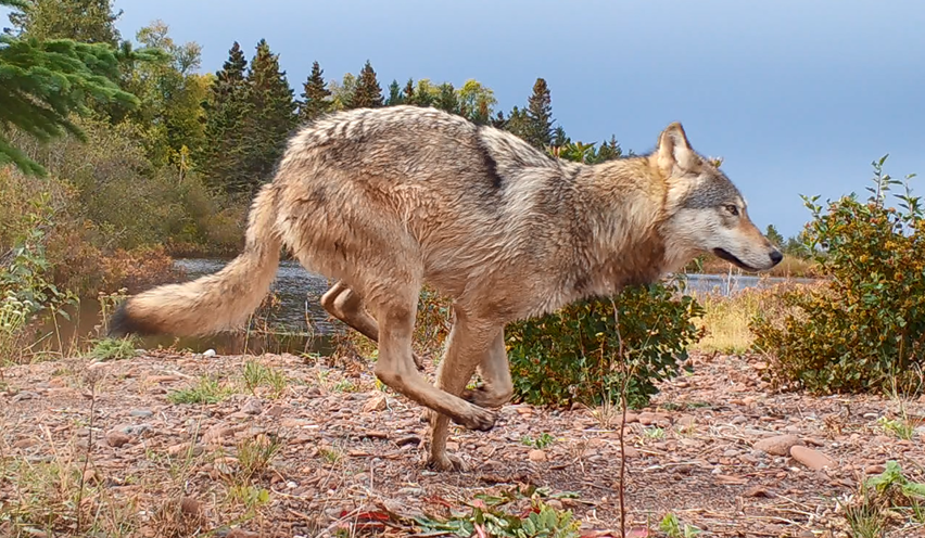 Wolf runs after being relocated at Isle Royale National Park.