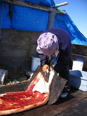A woman holding a large rounded knife blade bends over an animal hide