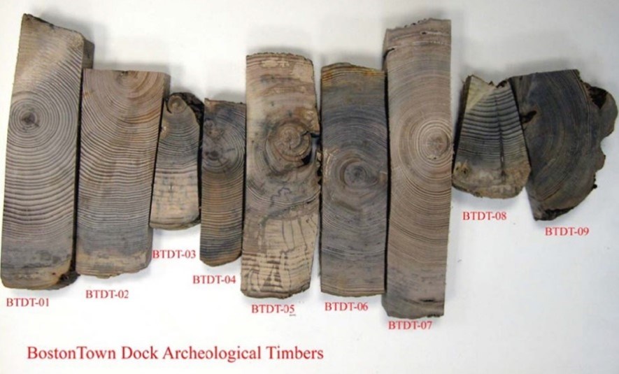 Nine pieces of wood in a horizontal row with clearly delineated tree rings