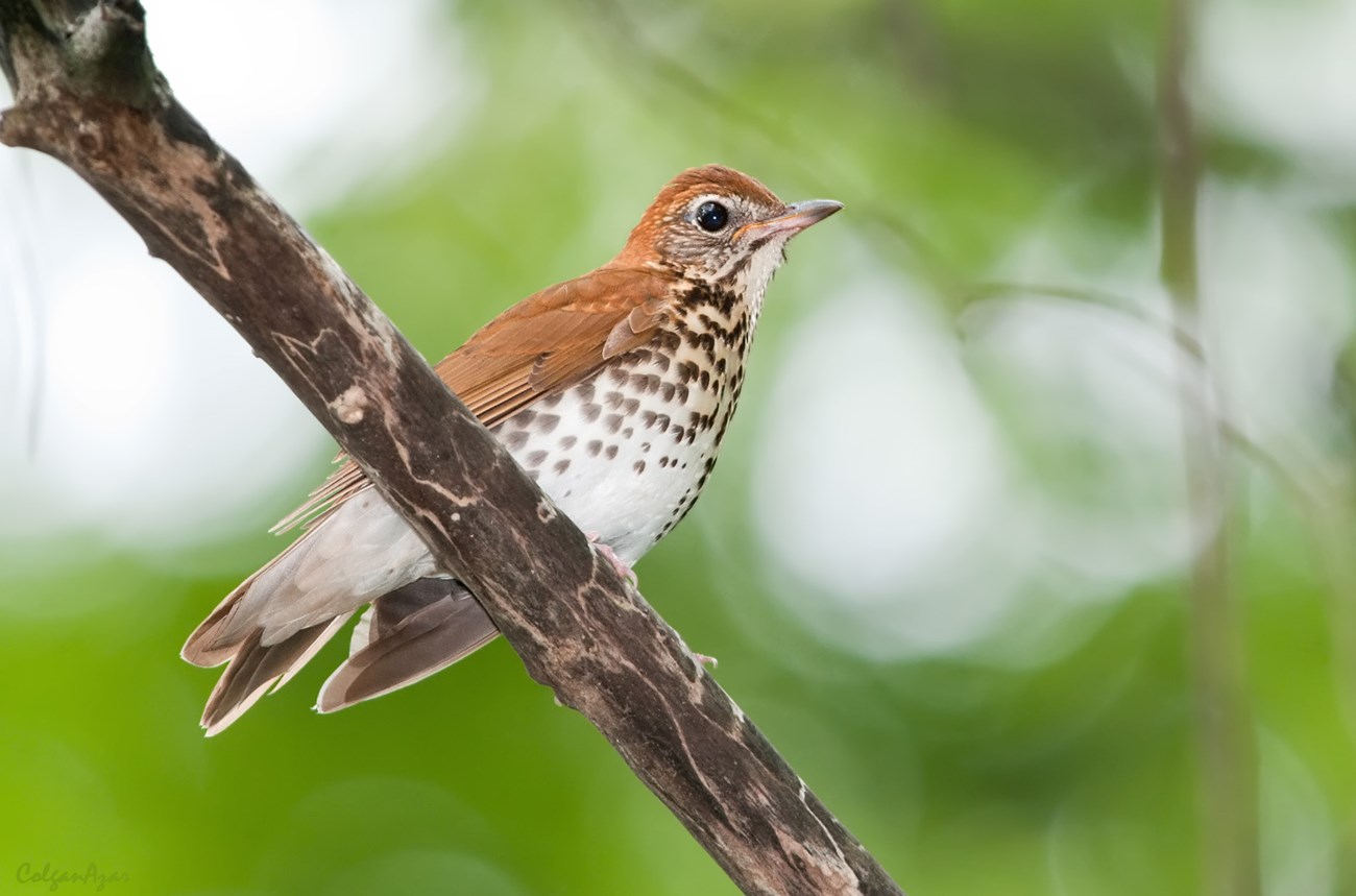 woodthrush perched on a branch with blurred green foliage backdrop