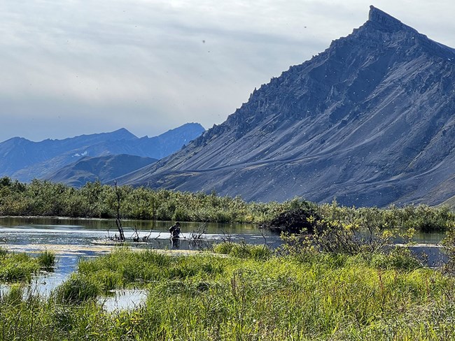 A scientist taking water measurements in an Arctic beaver pond.