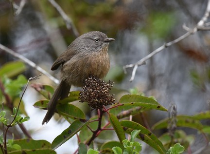 Small grey/brown bird perches on branch of a leafy shrub.