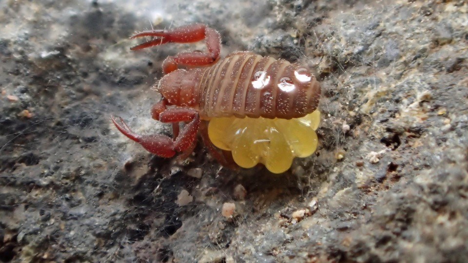 a tiny scorpion sitting on eggs