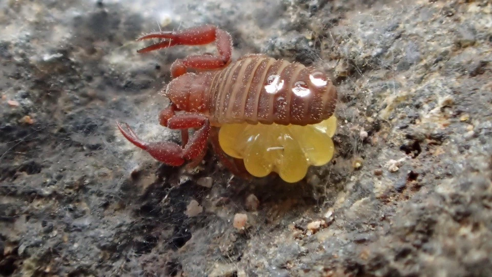 Wyochernes asiaticus_AH a tiny scorpion sitting on eggs