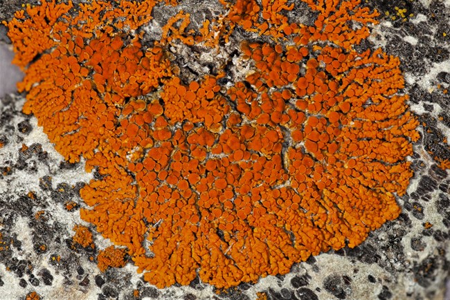 Xanthoria elegans Xanthoria elegans a species of lichen