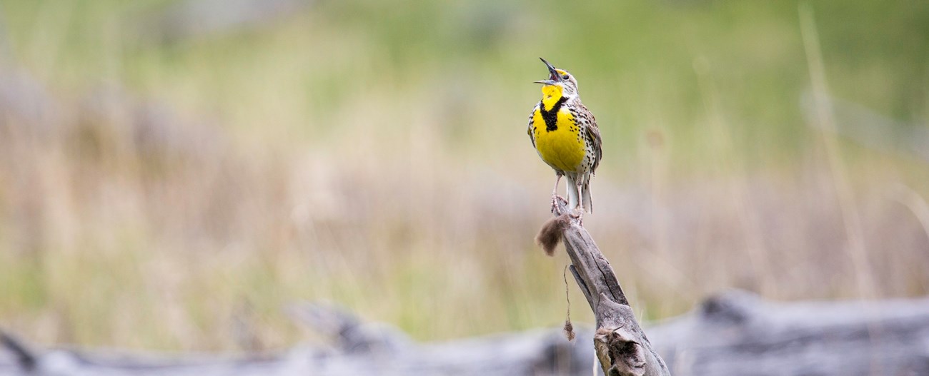 Western Meadowlark singing