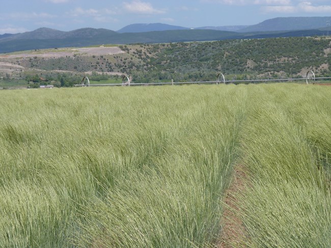 rows of green tall native grasses growing for restoration with irrigation equipment