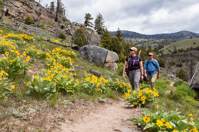 two hikers on a trail through yellow wildflowers