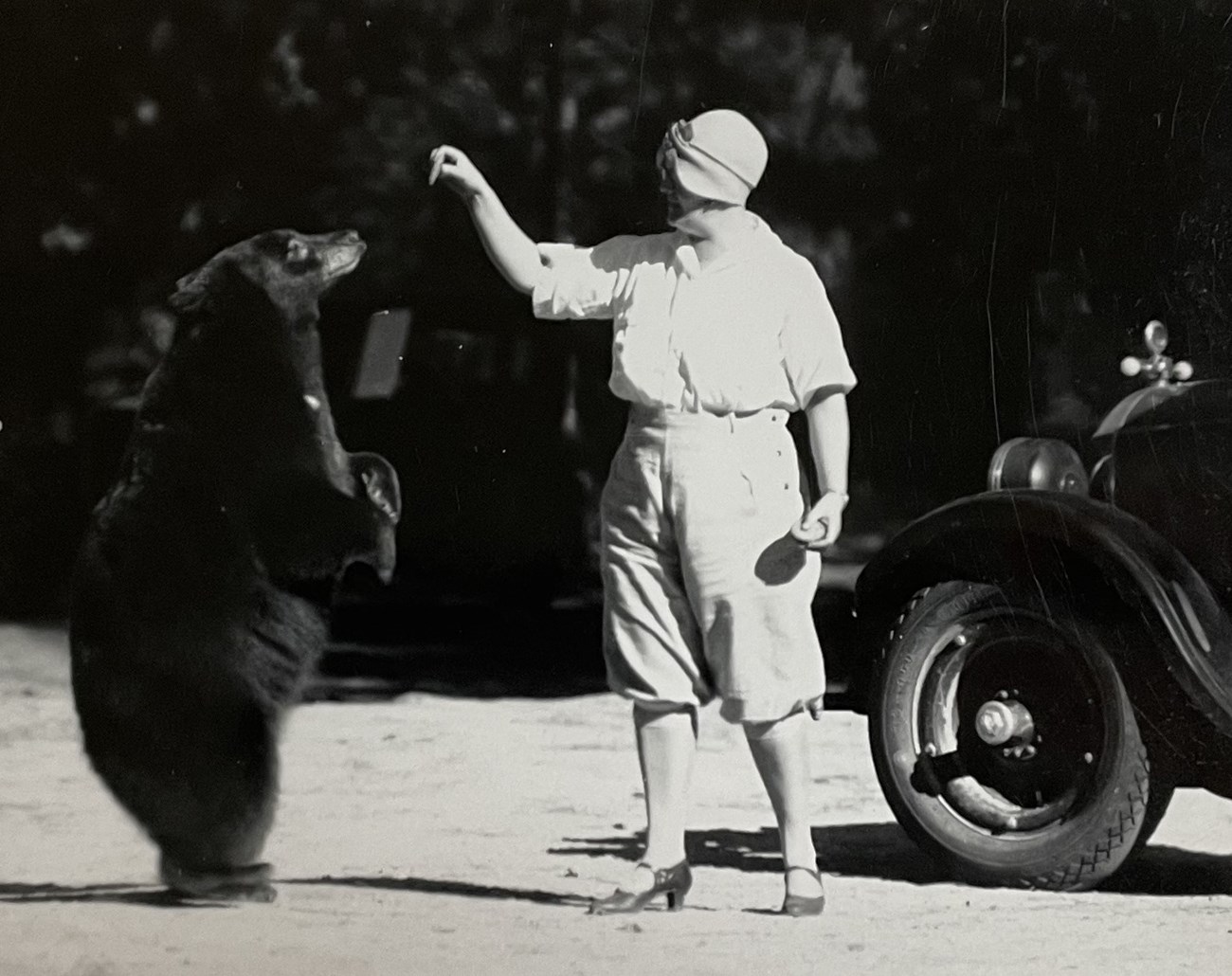 Woman hand feeding a bear standing on its hind legs