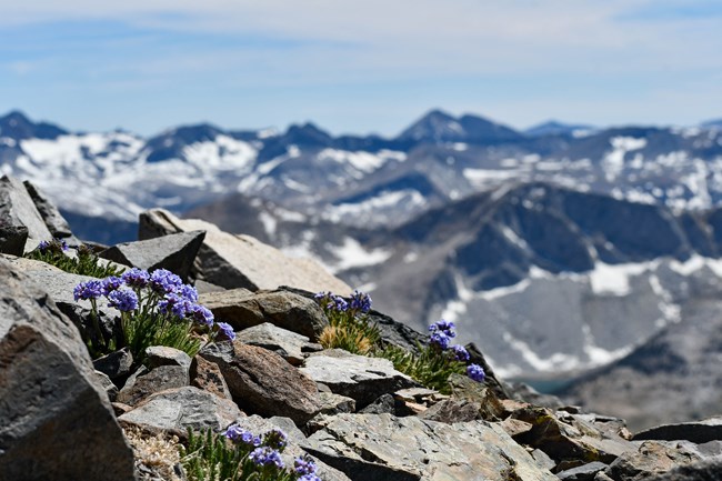 Flowers on top of a mountain range.
