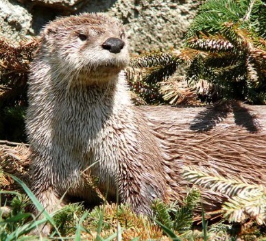 Close up of an otter.