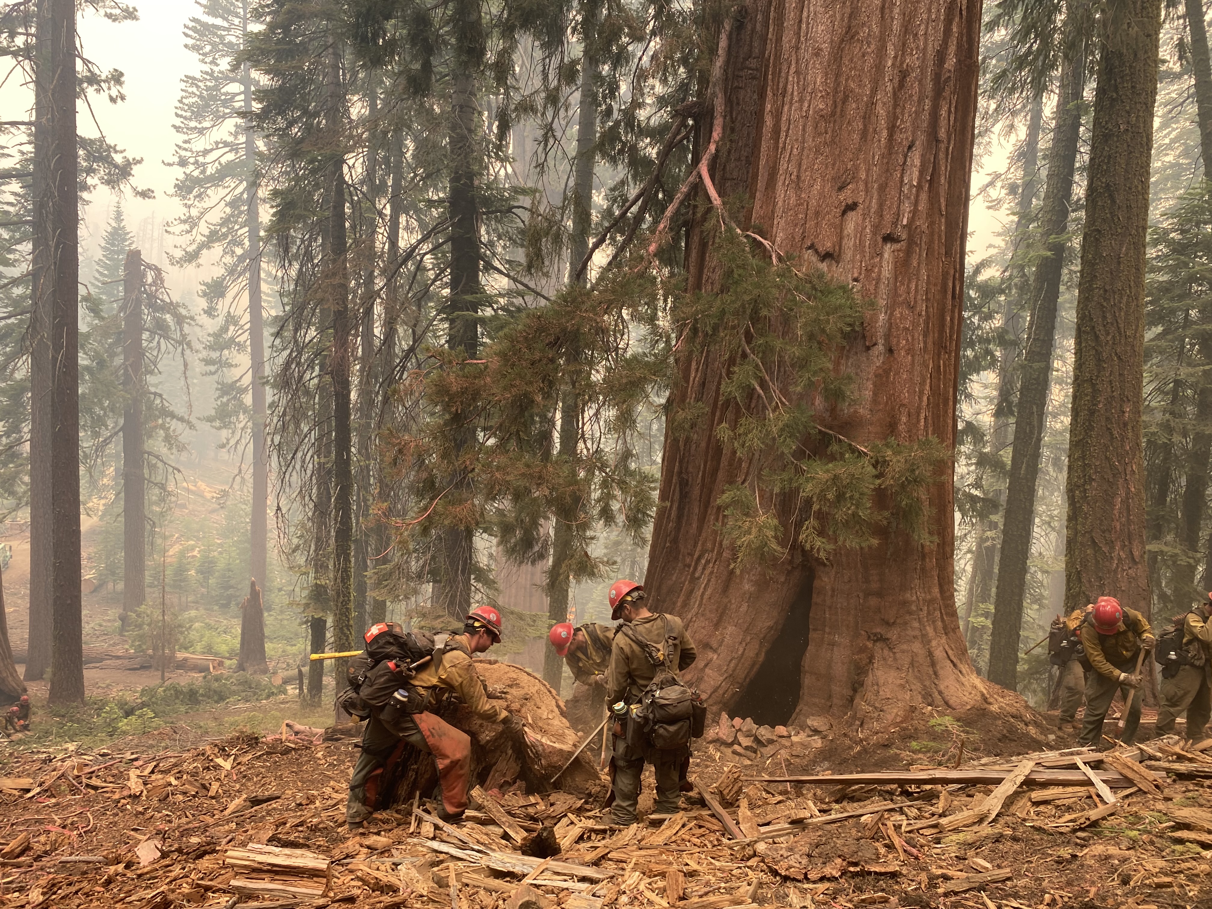 Firefighters in red helmets work to clear woody debris, some of it large, away from the base of a giant sequoia amidst smoke and haze.