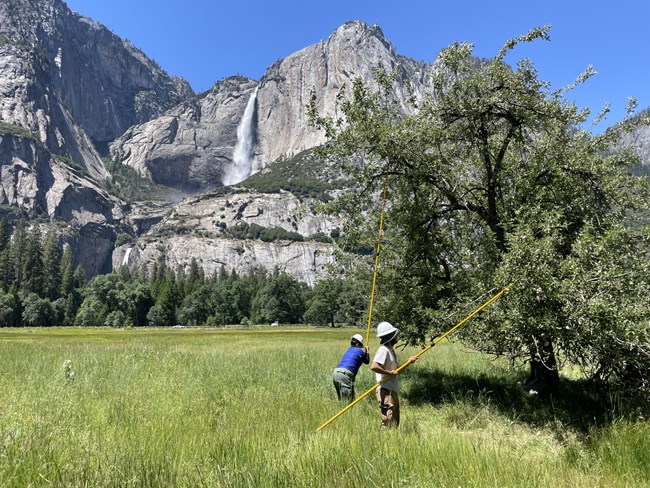 People harvesting historic apples from orchard in Yosemite Valley. Yosemite Falls shown in background