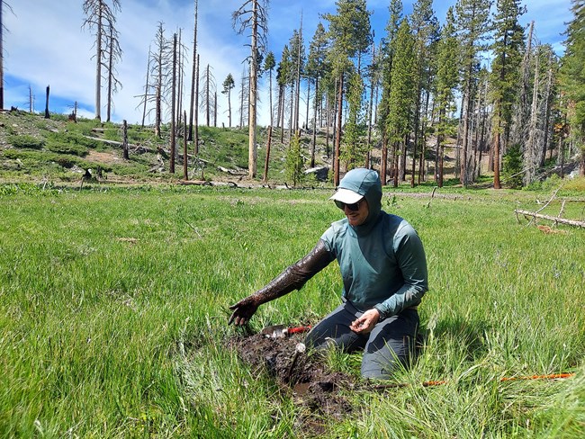 Field scientist sits in wetland with mud up to his elbows after removing a well from a wetland monitoring site.