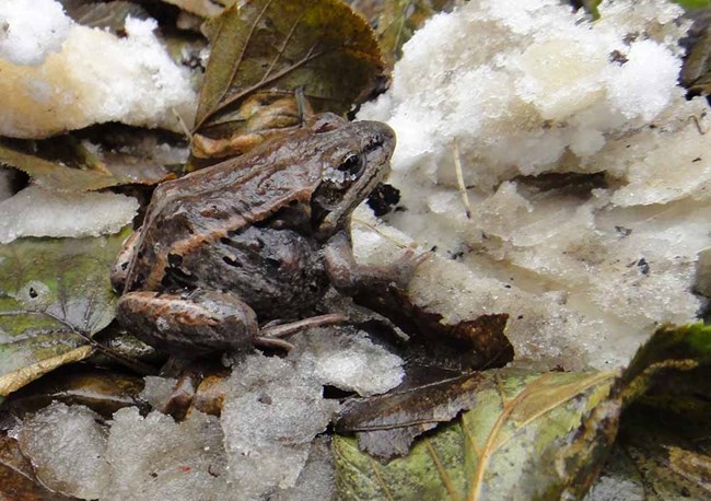A wood frog about to freeze up, sits next to snow.