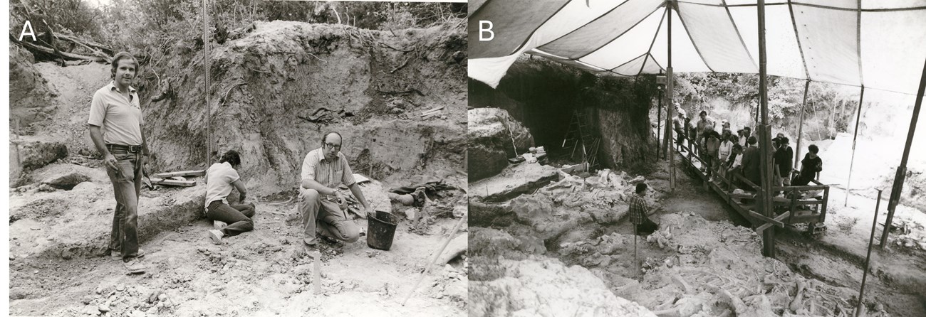 Yann_WACO_figure_2 The left image shows three people in the early excavation at the Waco Mammoth Site. The right image shows the director of the Strecker Museum sitting between three mammoth skeletons giving a tour.