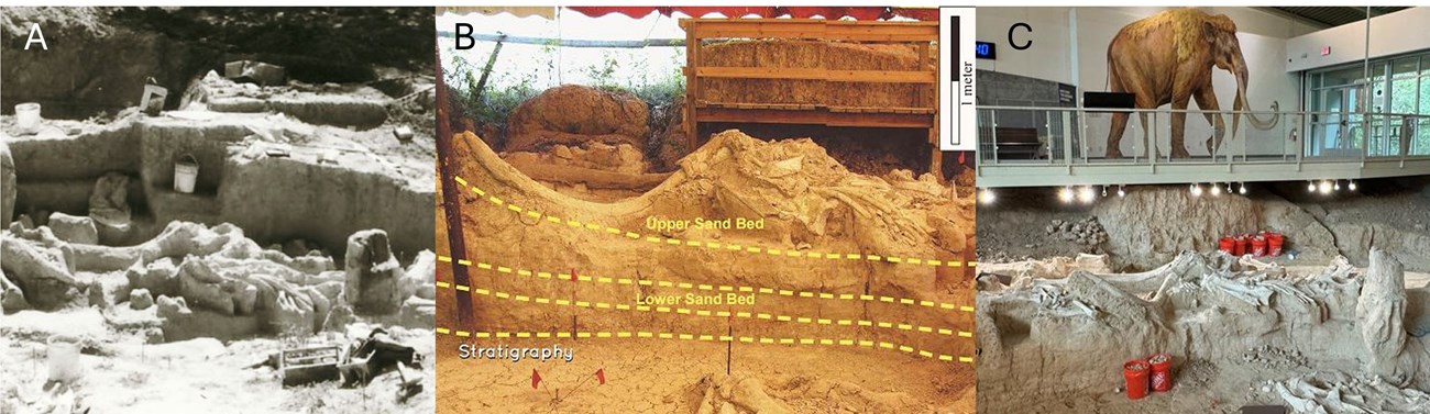 Yann_WACO_figure_3 A composite three-part figure showing changes to mammoth Q through time. The left image shows early excavations. The middle image shows mammoth Q under a tent. The right image shows mammoth Q inside the current Dig Shelter below a life sized mural.