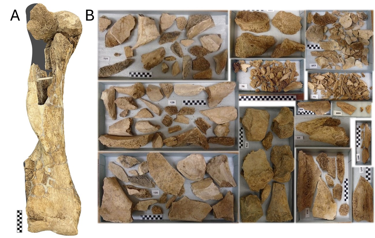 Yann_WACO_figure_4 A composite image of a fossil mammoth arm bone. The left image shows the complete bone and the right image shows 14 boxes of fragments that were used to rebuild the bone.