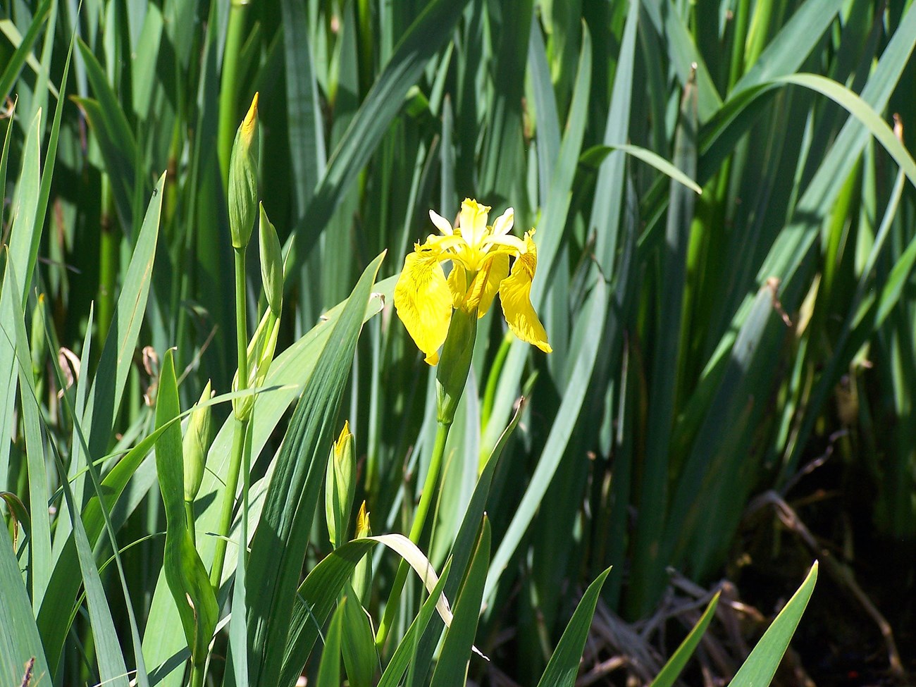 Yellow flower with green stalk amid many green stalks.