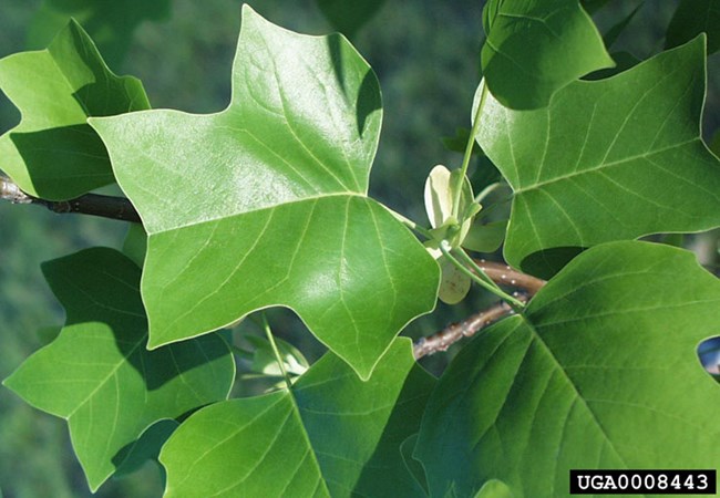 Tulip poplar (Liriodendron tulipifera) leaf