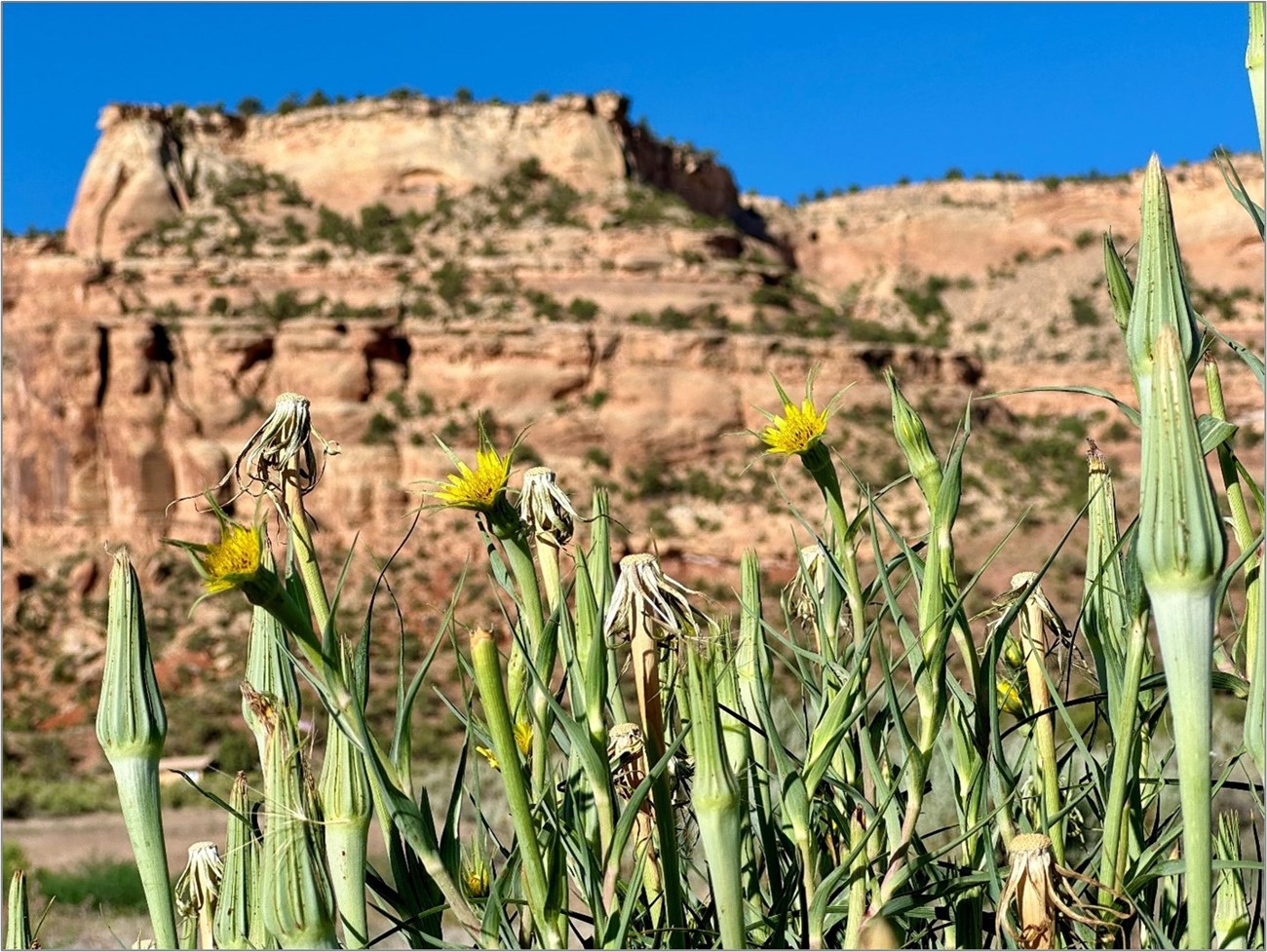 Yellow salsify flowers and buds in front of sandstone cliffs at Colorado National Monument.