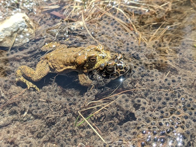 list of toad species