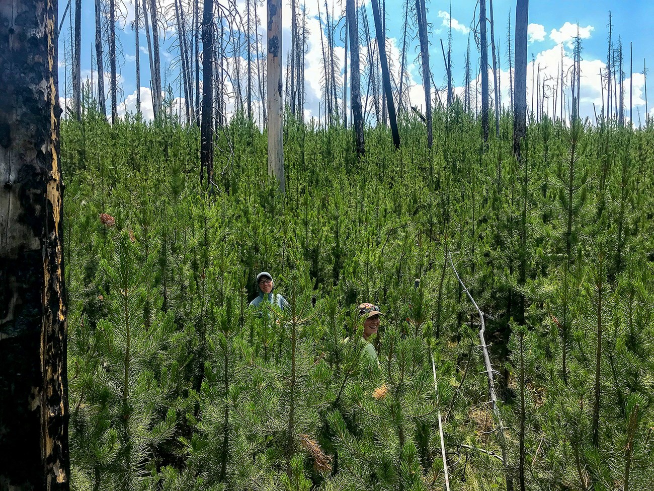 Two smiling women peep through a lush, green forest of young pine trees against blue skies on a sunny day