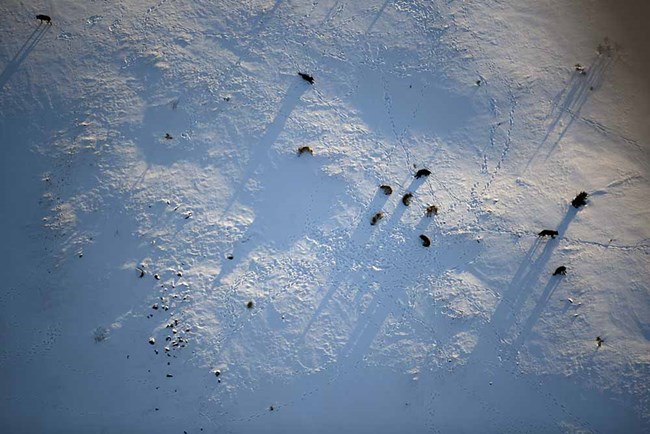 Aerial view of a wolf pack in the snow.