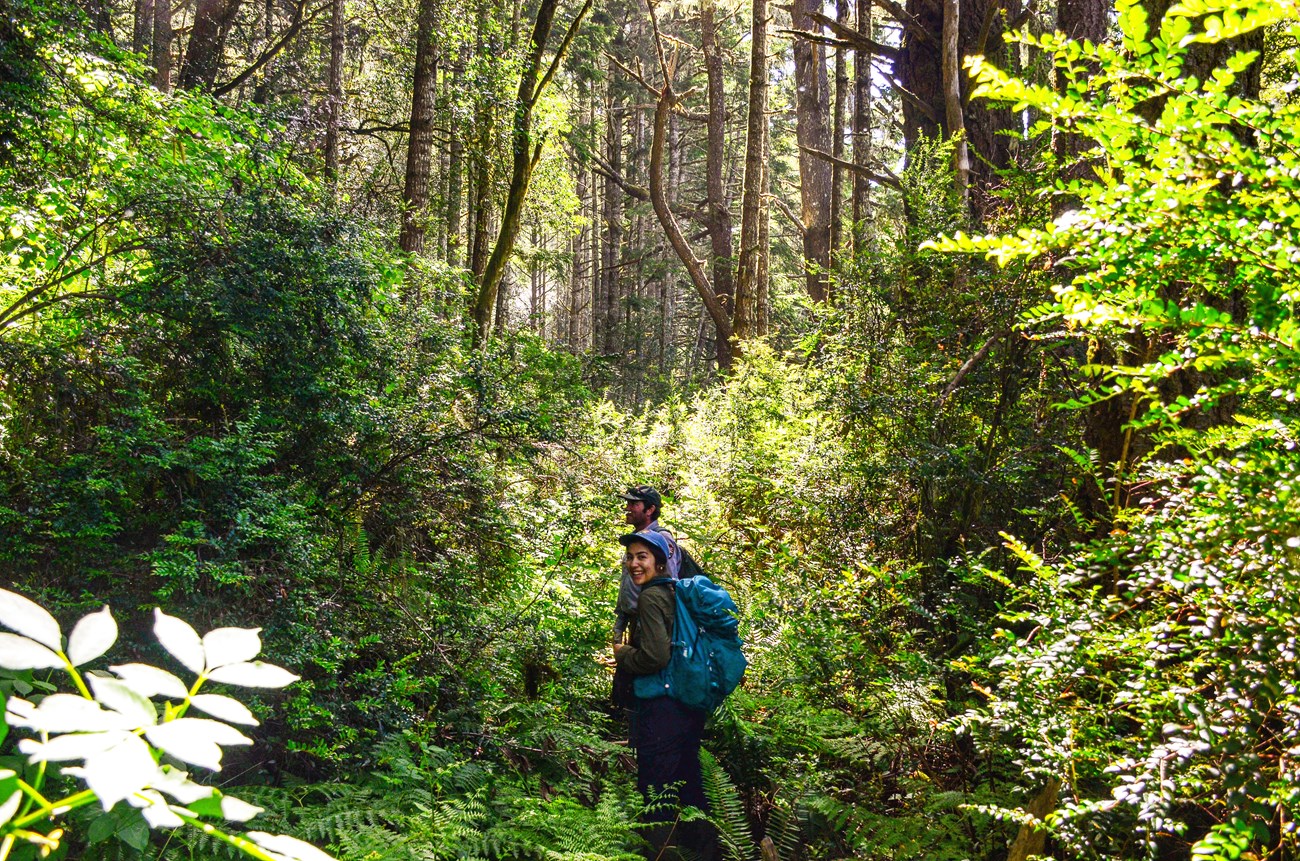 In-person owl monitoring Two people walk through the dense undergrowth and dappled sunlight of a cavernous forest.