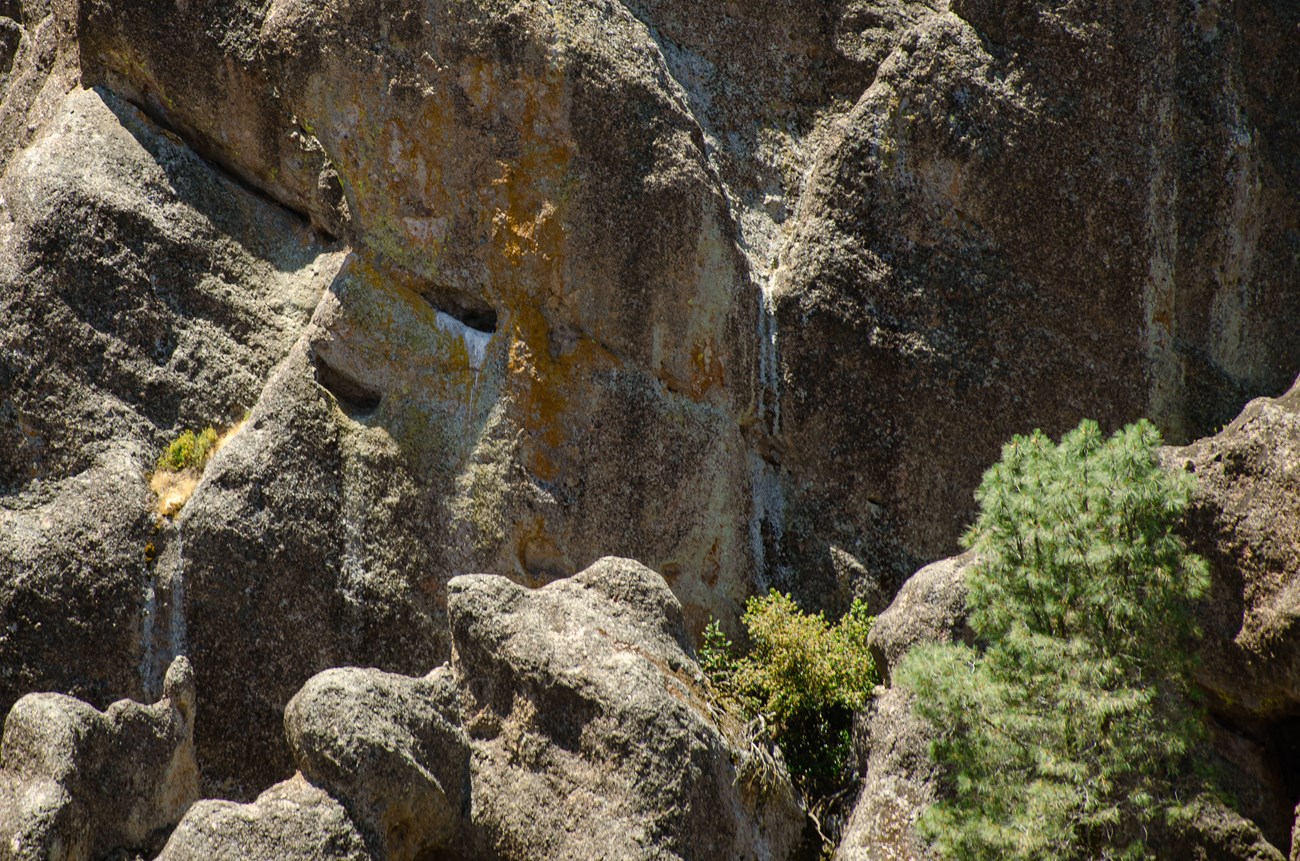 A close-up image of the steep cliffs where the two falcons nest during breeding season, there are multiple holes within the cliff side that are surrounded by yellow and green lichen