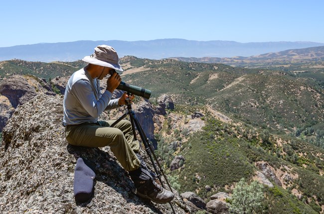 Wildlife Biologist Gavin Emmons sitting on top of a rock using a spotting scope to locate falcon nests off the High Peaks Trail at Pinnacles.
