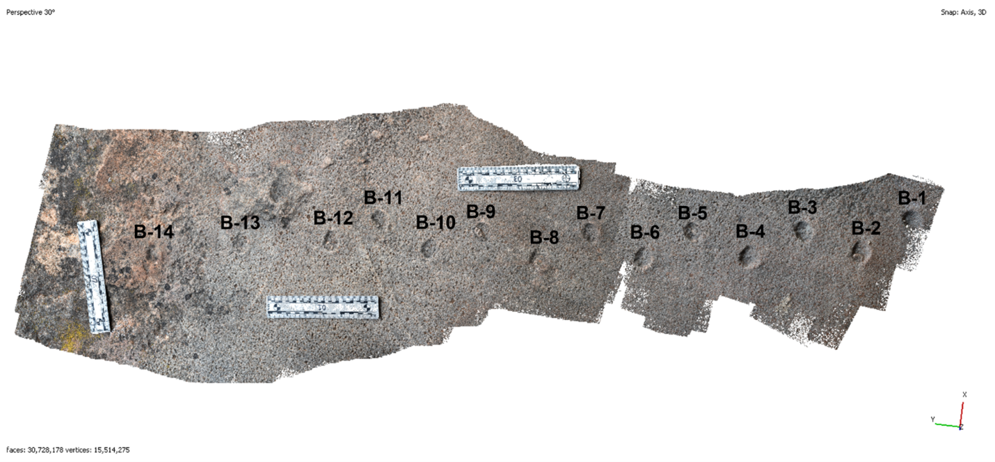 ZION FIG 2 Image of a fossil trackway.