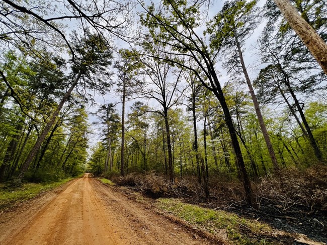 Zac Selden's view in Sabine National Forest Zac Selden's view in Sabine National Forest