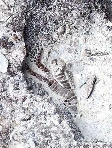 Zaz_Figure 1 A fossil crinoid, showing parts of several arms and the central body structure.