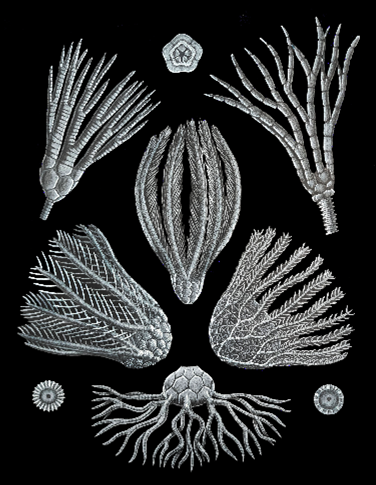 Zaz_Figure 2 An illustration showing the bodies and arms of several kinds of crinoids. These resemble bulbs with long branching tentacle-like structures growing from them.