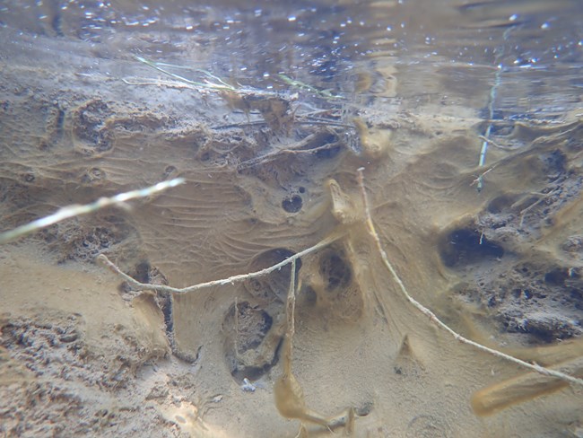 An underwater picture of brown cyanobacteria mats coating the sides and bottom of this shallow body of water