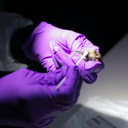 Swabbing a bat wing Rubber-gloved hands hold a bat and touch a swab to one of its wings.