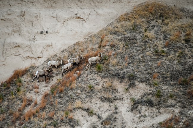 A group of five bighorn sheep stand on a a steep hillside.