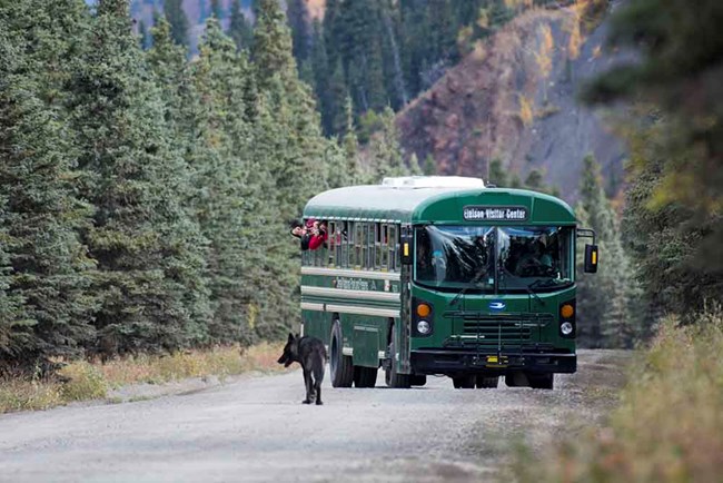 _DSC2602 jake gaposchkin_web A black wolf stands on Denali Park Road in front of a tour bus.