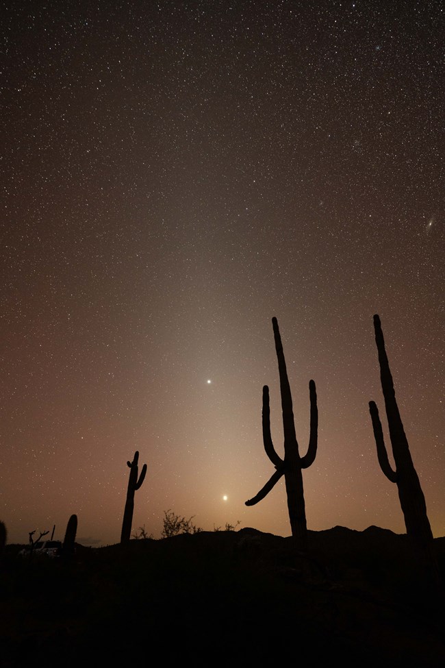 Zodiacal light silhouettes of saguaro cacti stand out against a brilliant orange tinted night sky filled with stars