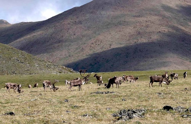 caribou grazing_web Caribou grazing