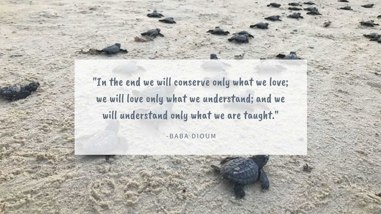 babaquote graphic of turtle photo with quote that reads In the end we will conserve only what we love; we will love only what we understand; and we will understand only what we are taught.