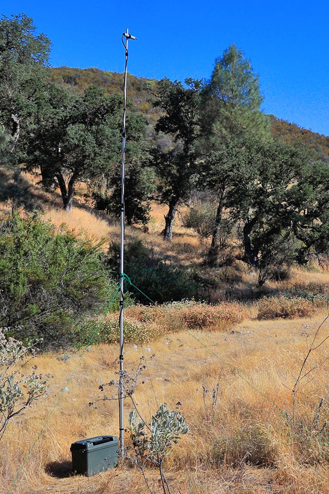 Acoustic bat detector In a clearing, a tall, slender pole stands with a microphone mounted at the top and a weatherproof box full of recording equipment at its base.