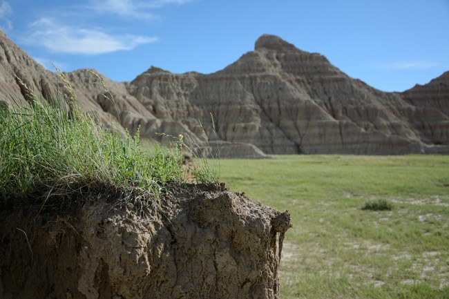 prairie grasses take root in a sod table and badlands buttes appear in the distance