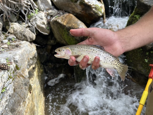 A bonneville cutthroat trout held above a stream.