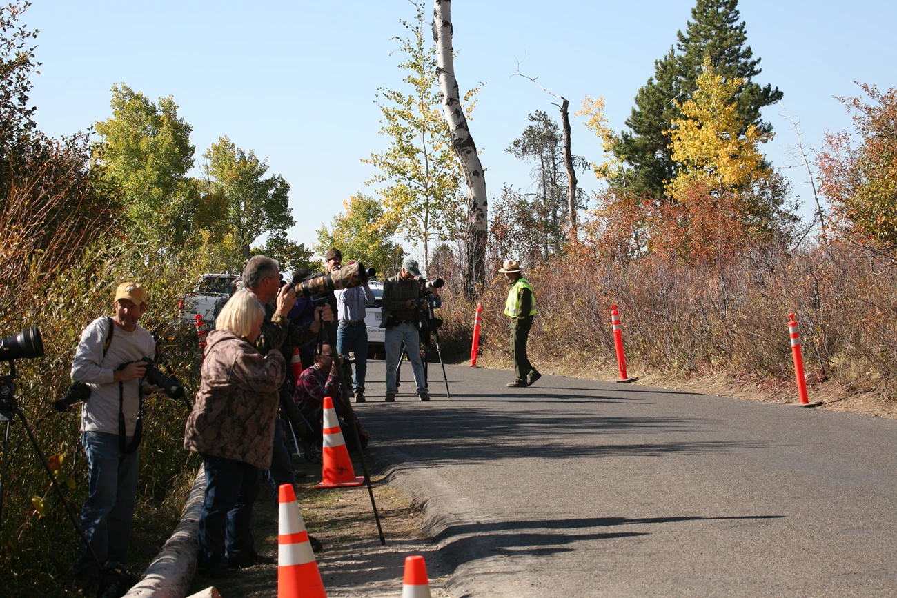Visitors photographing bears Visitors Photographing Bears along and from within a road lined with traffic cones as a ranger tries to manage traffic.Vehicles parked within the roadway